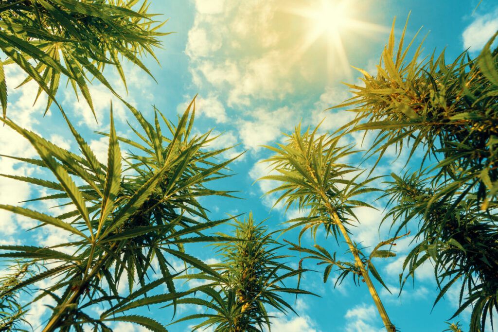 Medical Marijuana