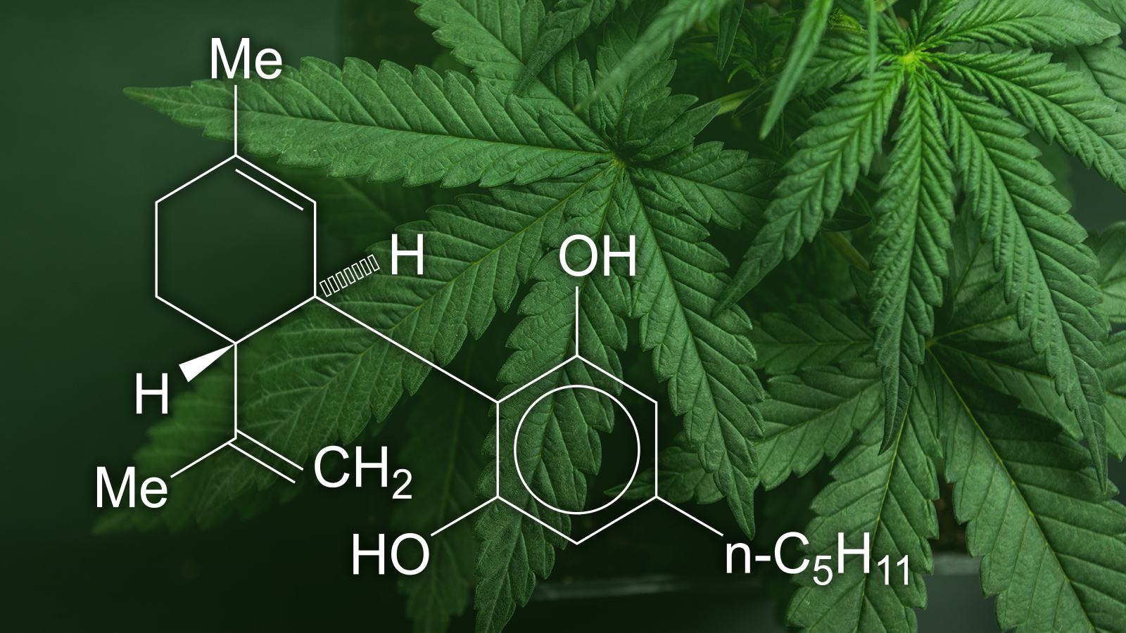 Medical Marijuana
